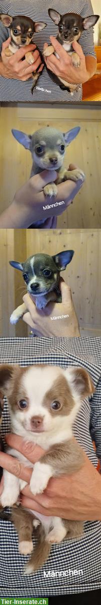 Bild 4: Chihuahua Welpen zu verkaufen, Rüden und Hündinnen