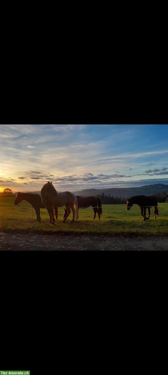 Bild 10: Pferdeboxe zu vermieten, 3534 Signau