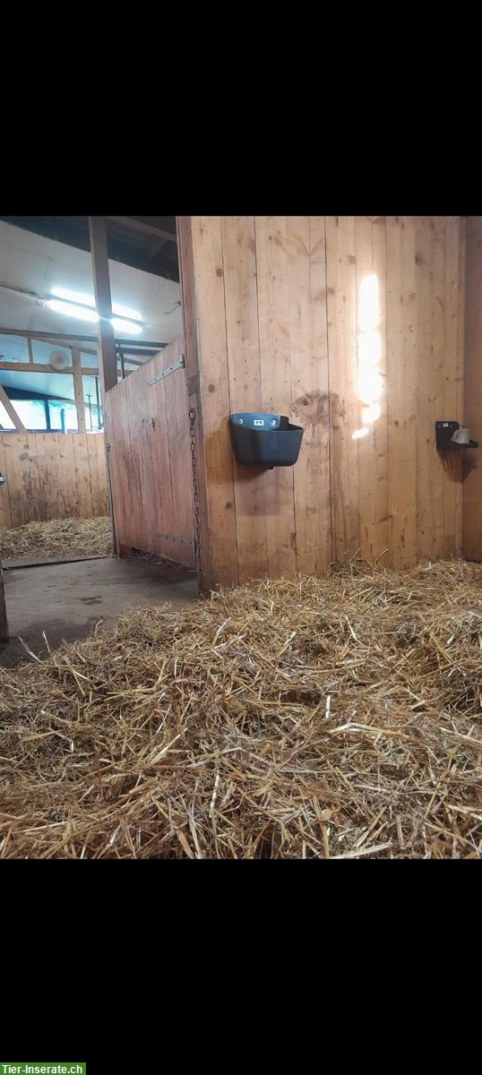 Bild 4: Pferdeboxe zu vermieten, 3534 Signau