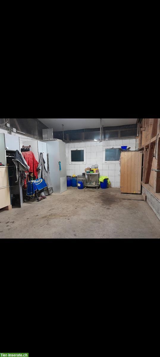 Bild 7: Pferdeboxe zu vermieten, 3534 Signau
