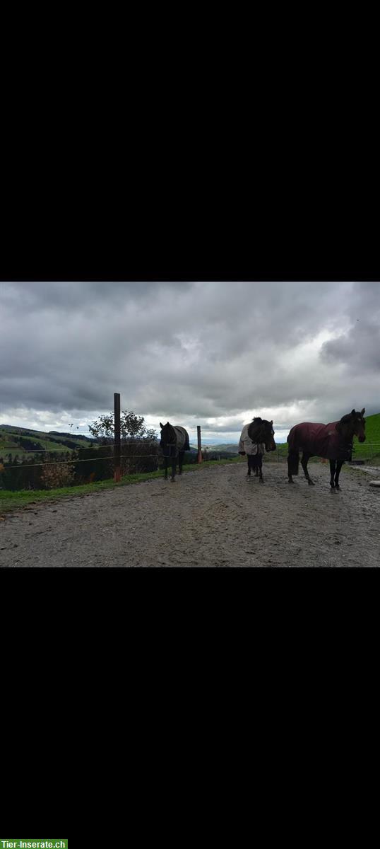 Bild 8: Pferdeboxe zu vermieten, 3534 Signau