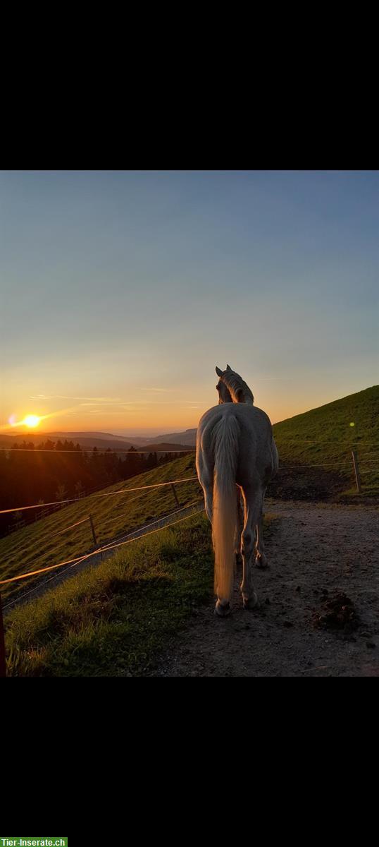 Bild 9: Pferdeboxe zu vermieten, 3534 Signau