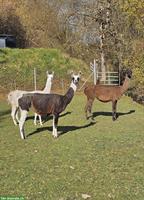 Lamastuten zu verkaufen, braun, schecke, appaloosa