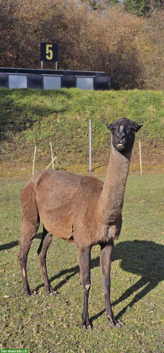 Bild 2: Lamastuten zu verkaufen, braun, schecke, appaloosa