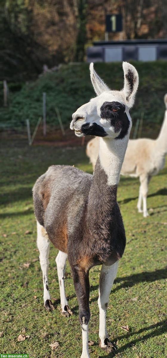 Bild 3: Lamastuten zu verkaufen, braun, schecke, appaloosa