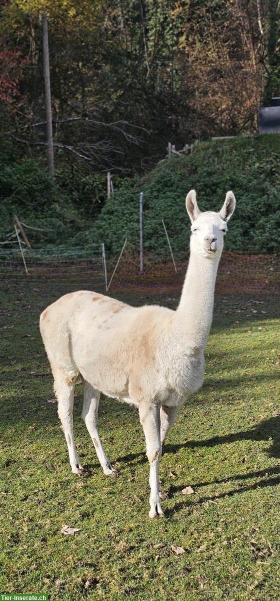 Bild 4: Lamastuten zu verkaufen, braun, schecke, appaloosa