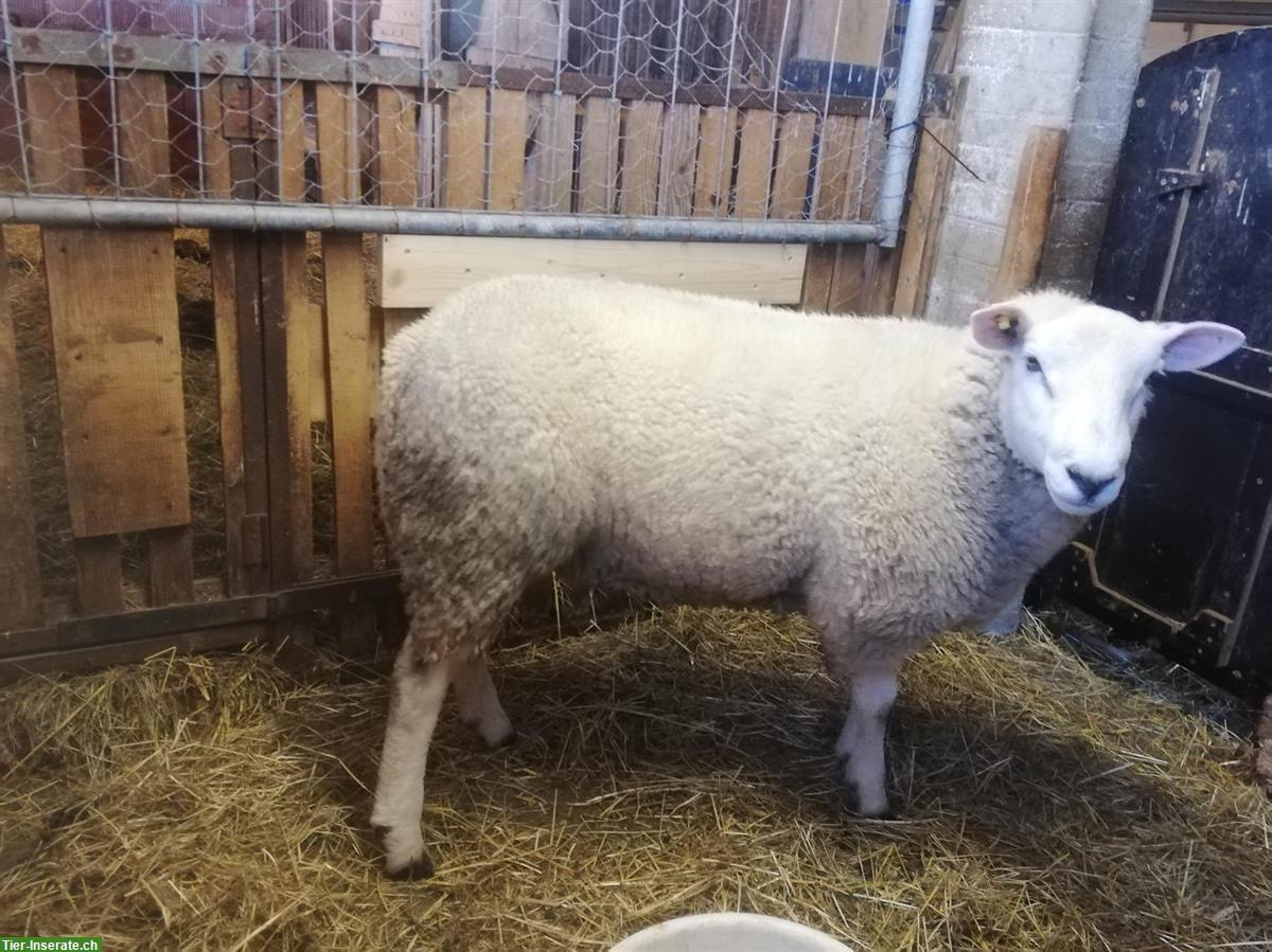 Texel Schafbock zu verkaufen, vom Biohof