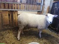 Texel Schafbock zu verkaufen, vom Biohof