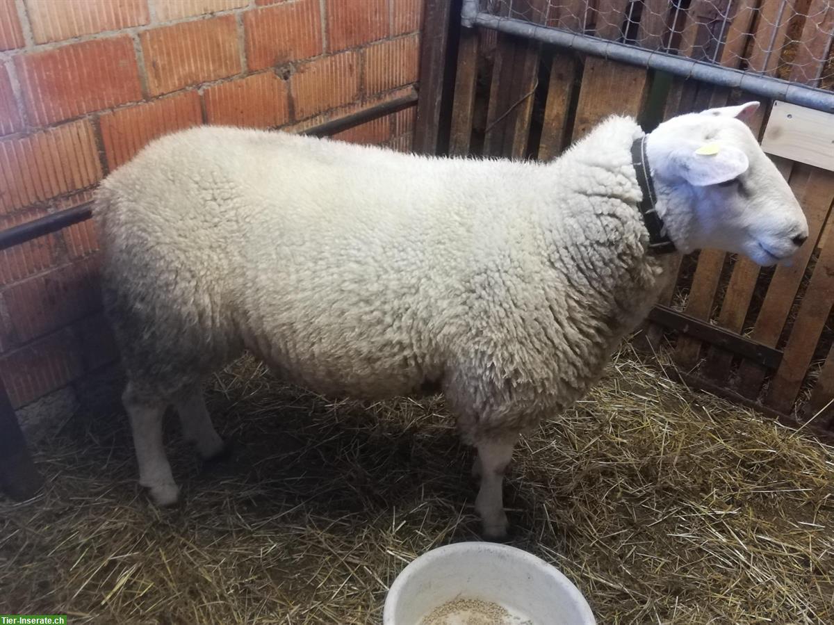 Bild 2: Texel Schafbock zu verkaufen, vom Biohof
