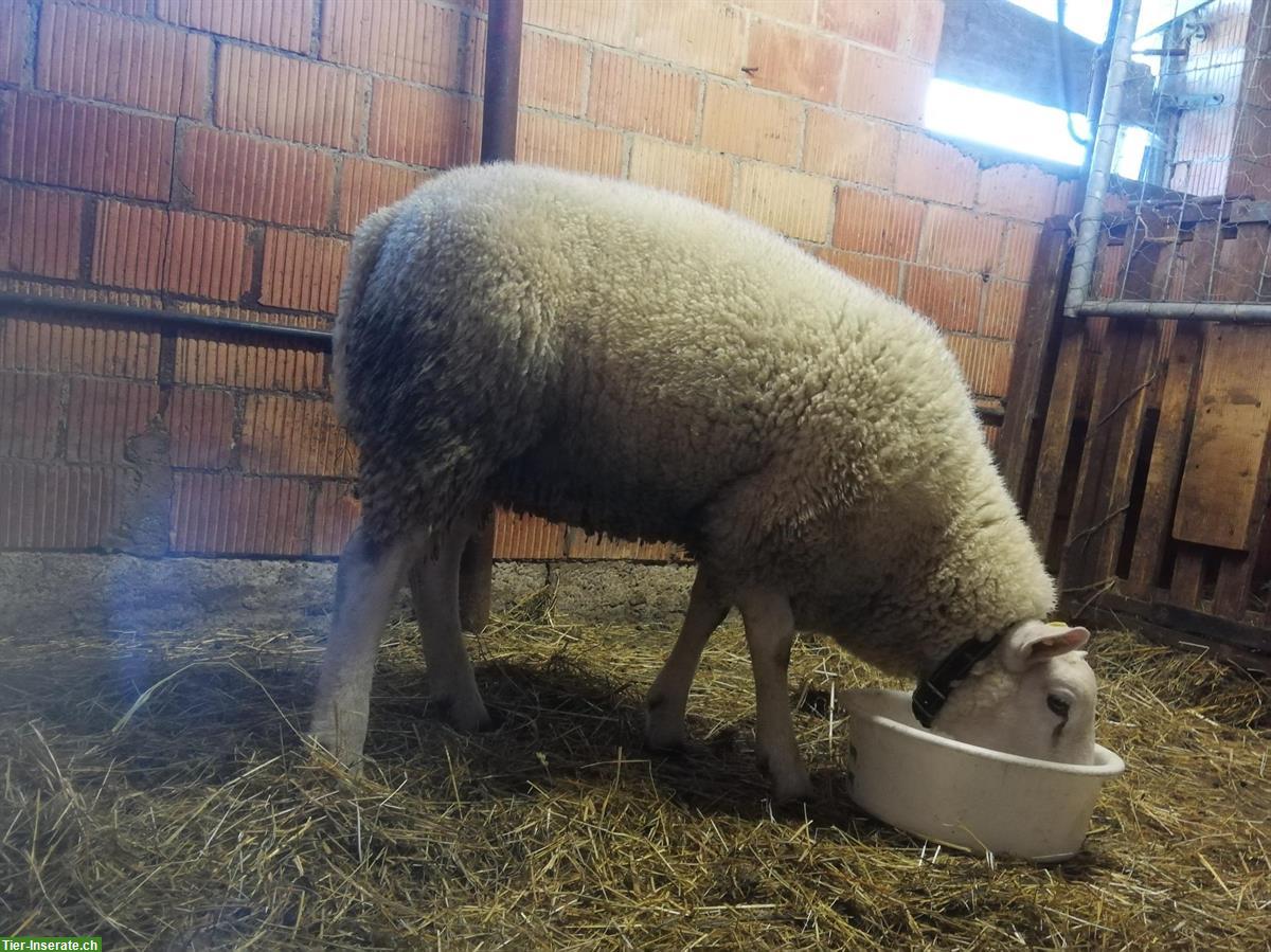Bild 3: Texel Schafbock zu verkaufen, vom Biohof