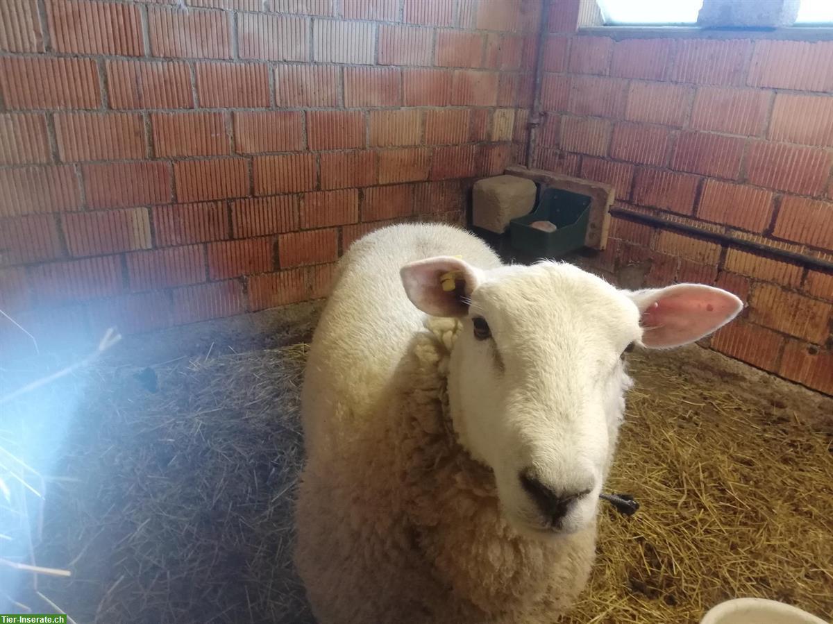 Bild 4: Texel Schafbock zu verkaufen, vom Biohof