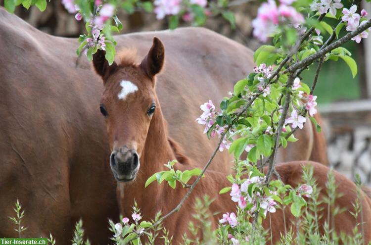 CH-Sportpony Hengstfohlen zu verkaufen, aus Zucht