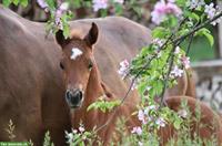 CH-Sportpony Hengstfohlen zu verkaufen, aus Zucht