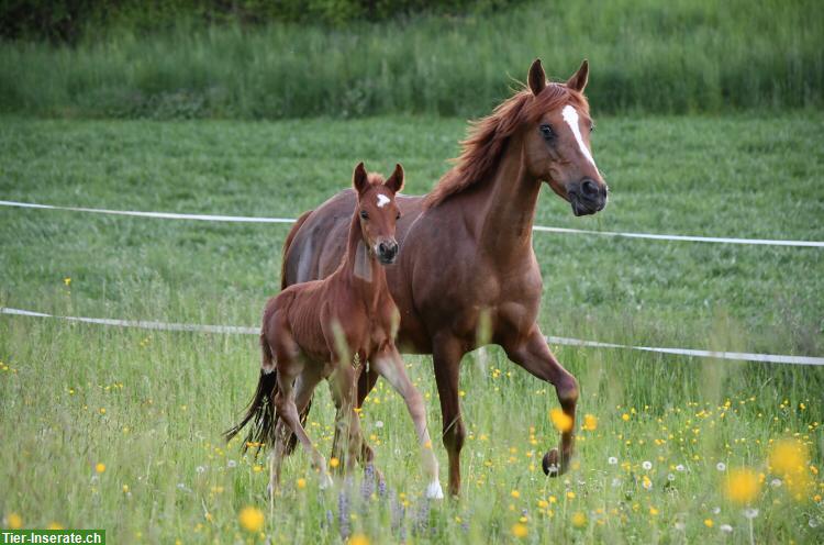 Bild 2: CH-Sportpony Hengstfohlen zu verkaufen, aus Zucht