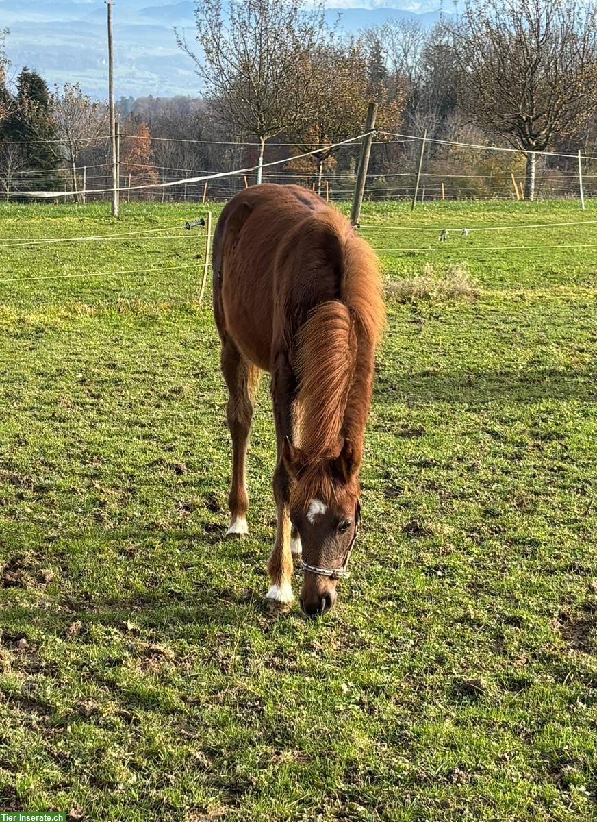Bild 3: CH-Sportpony Hengstfohlen zu verkaufen, aus Zucht