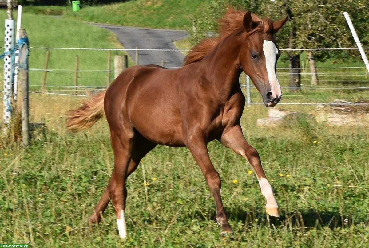 CH-Sportpony Stute (Fuchs), 1.5-jährig, aus Zucht