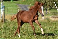 CH-Sportpony Stute (Fuchs), 1.5-jährig, aus Zucht