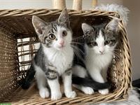 Maine Coon Mix Kitten, 2 sehr anhängliche Kater