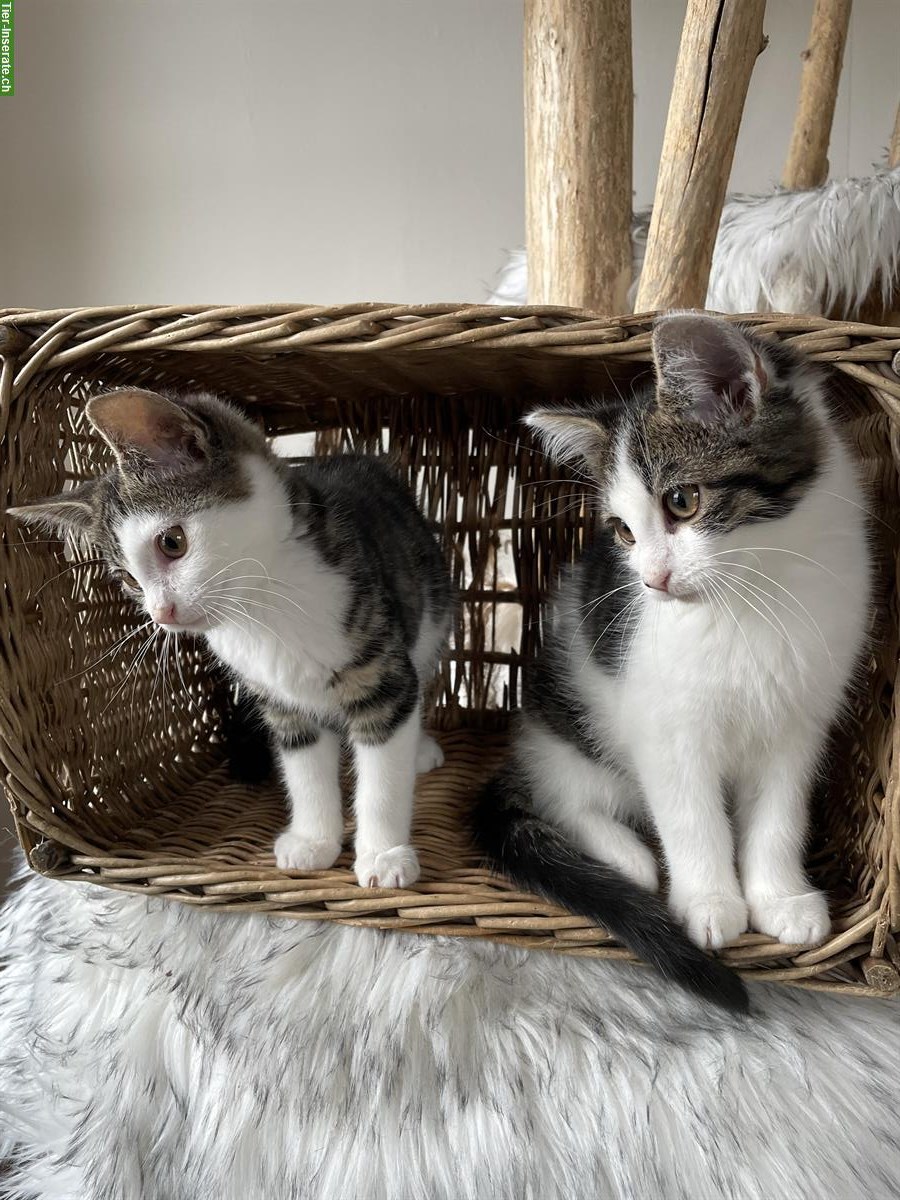 Bild 2: Maine Coon Mix Kitten, 2 sehr anhängliche Kater