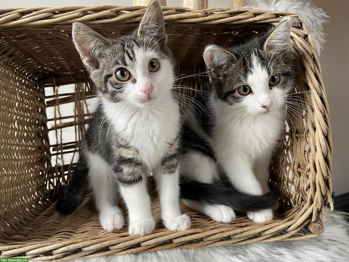 Bild 3: Maine Coon Mix Kitten, 2 sehr anhängliche Kater