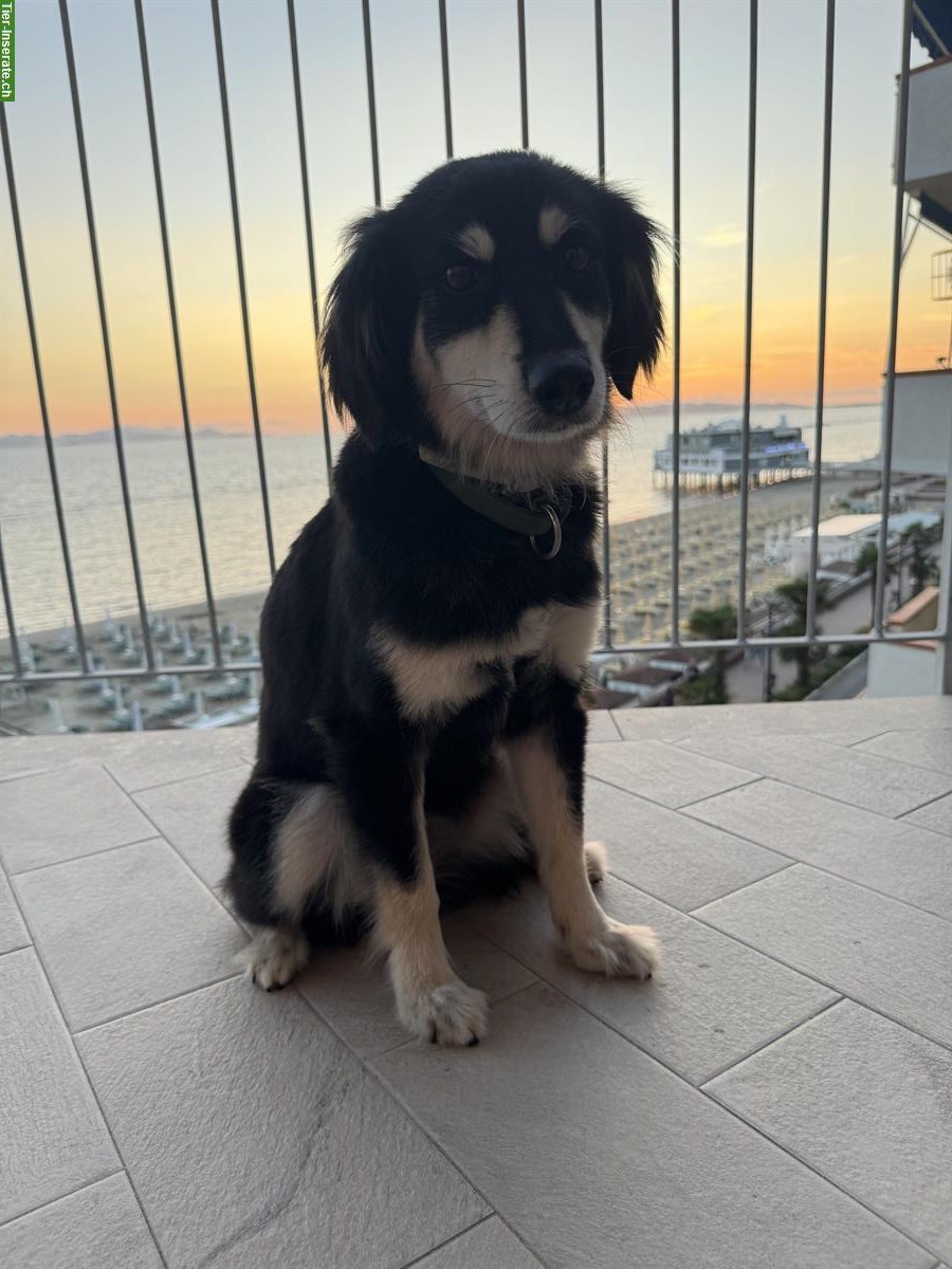 Treuherzige Mischlingshündin (7-jährig) sucht kinderloses Zuhause