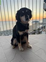 Treuherzige Mischlingshündin (7-jährig) sucht kinderloses Zuhause