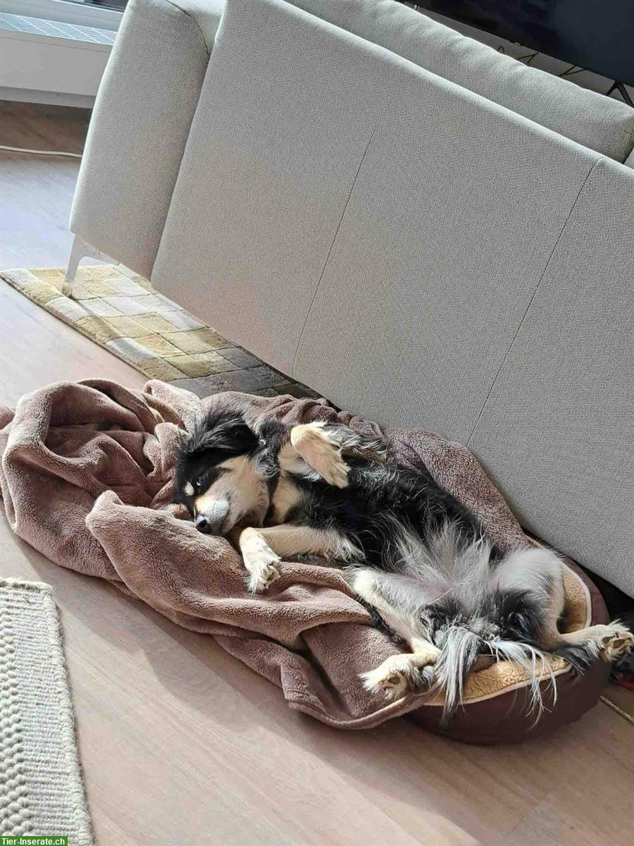 Bild 2: Treuherzige Mischlingshündin (7-jährig) sucht kinderloses Zuhause