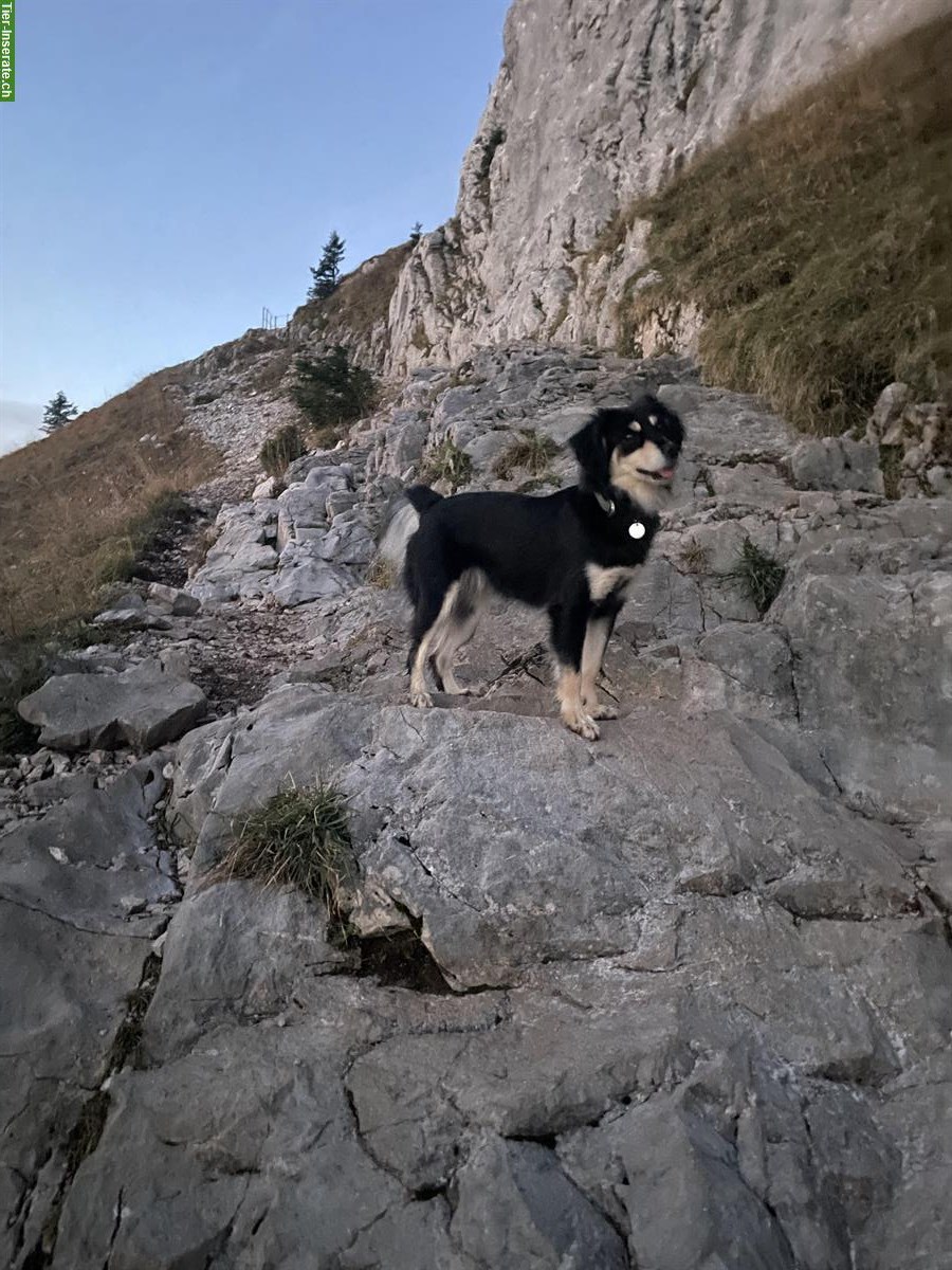 Bild 3: Treuherzige Mischlingshündin (7-jährig) sucht kinderloses Zuhause