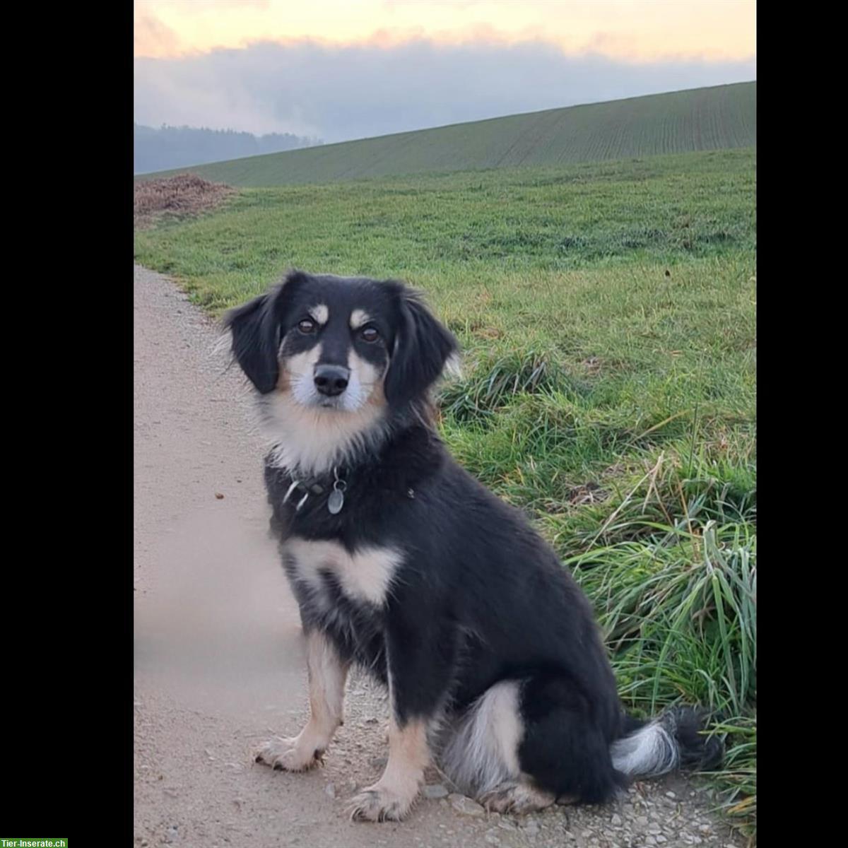 Bild 4: Treuherzige Mischlingshündin (7-jährig) sucht kinderloses Zuhause