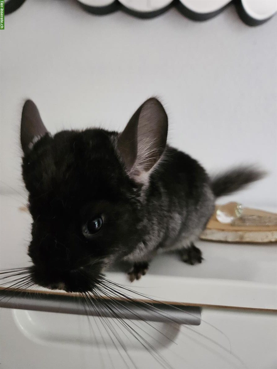 Chinchilla Babys, Jungtiere aus Hobbyzucht