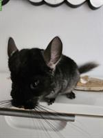 Chinchilla Babys, Jungtiere aus Hobbyzucht