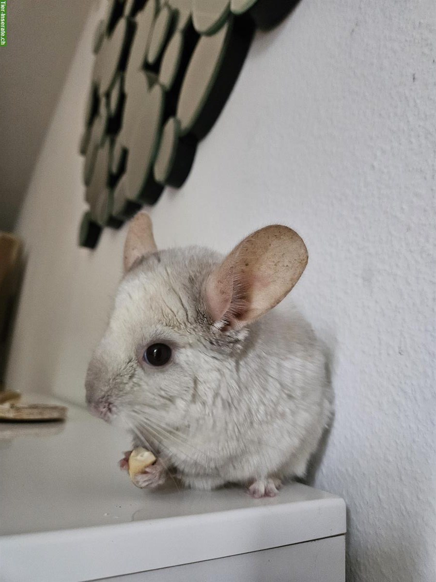Bild 2: Chinchilla Babys, Jungtiere aus Hobbyzucht