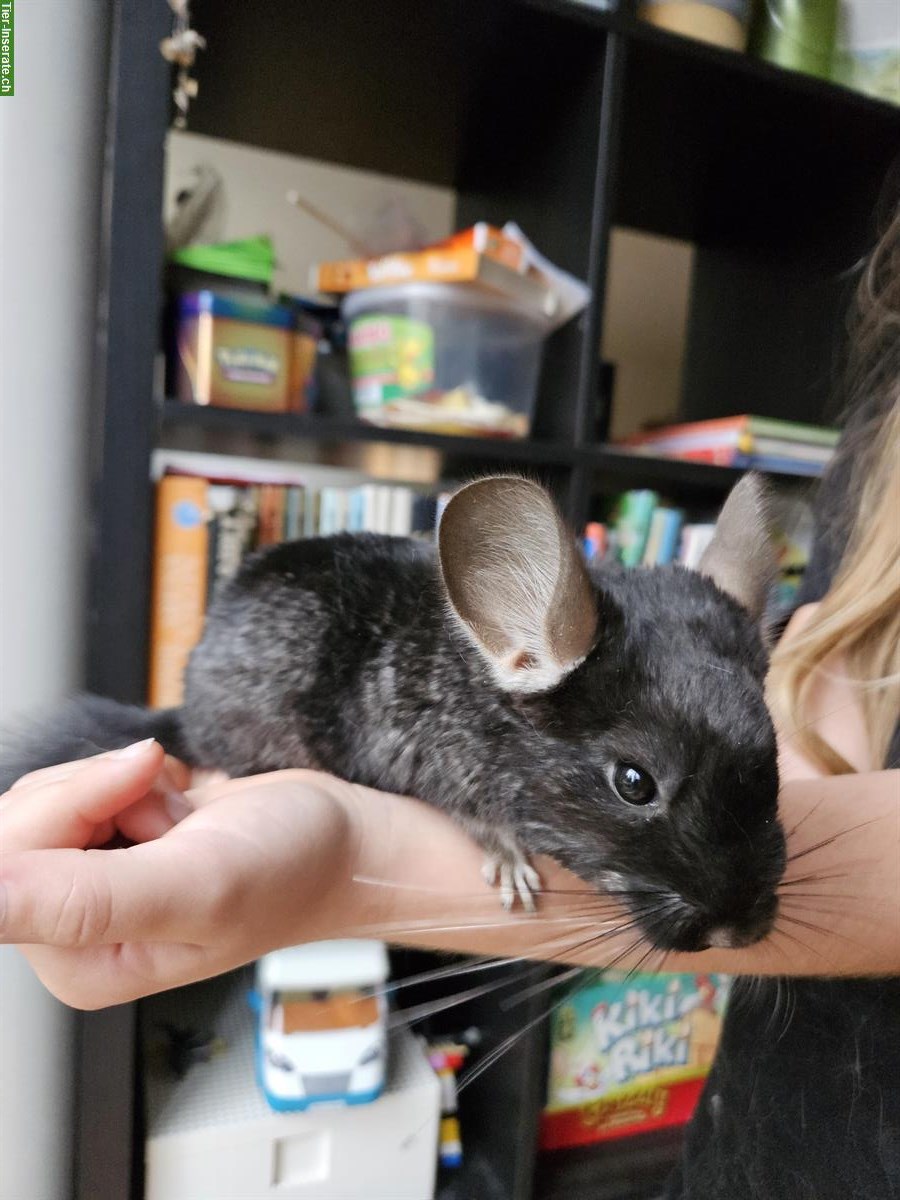 Bild 3: Chinchilla Babys, Jungtiere aus Hobbyzucht