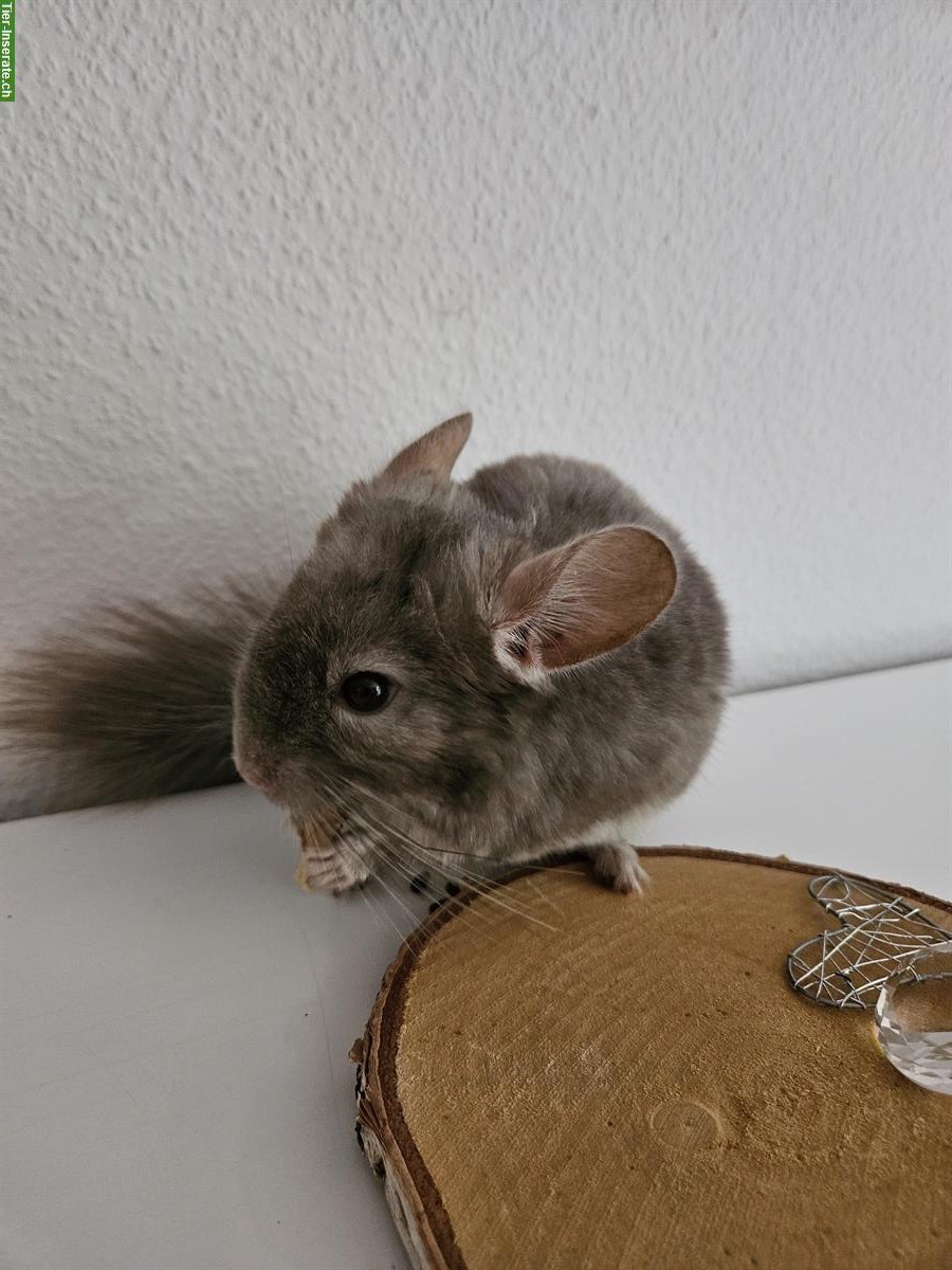 Bild 4: Chinchilla Babys, Jungtiere aus Hobbyzucht