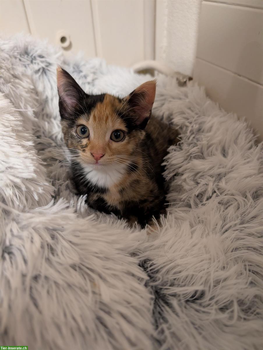 Junge Kätzchen zu verkaufen, sehr verschmust