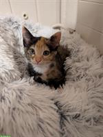 Junge Kätzchen zu verkaufen, sehr verschmust