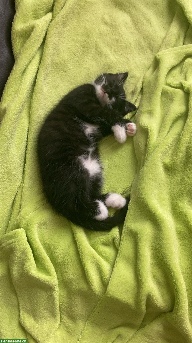 Bild 2: Junge Kätzchen zu verkaufen, sehr verschmust