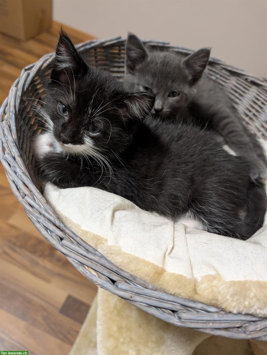 Bild 3: Junge Kätzchen zu verkaufen, sehr verschmust