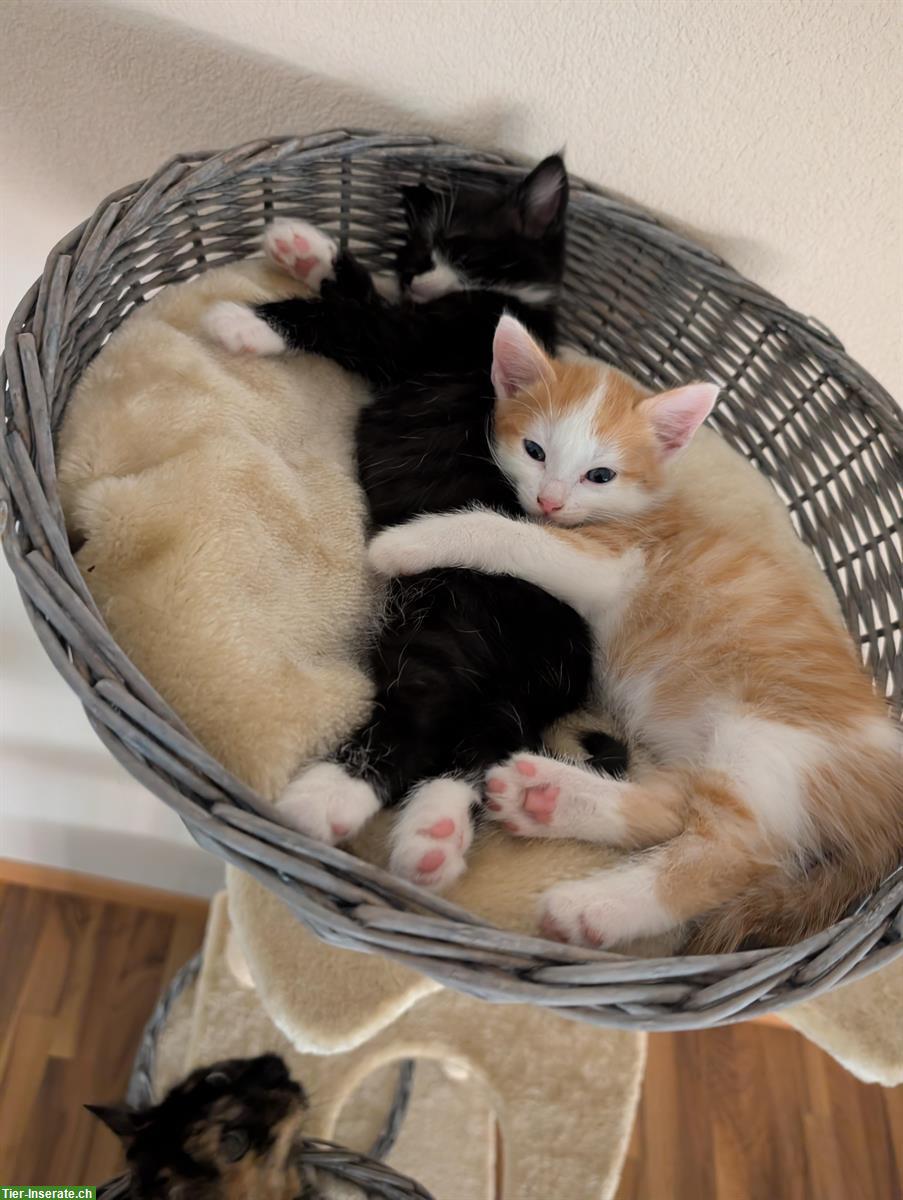 Bild 4: Junge Kätzchen zu verkaufen, sehr verschmust