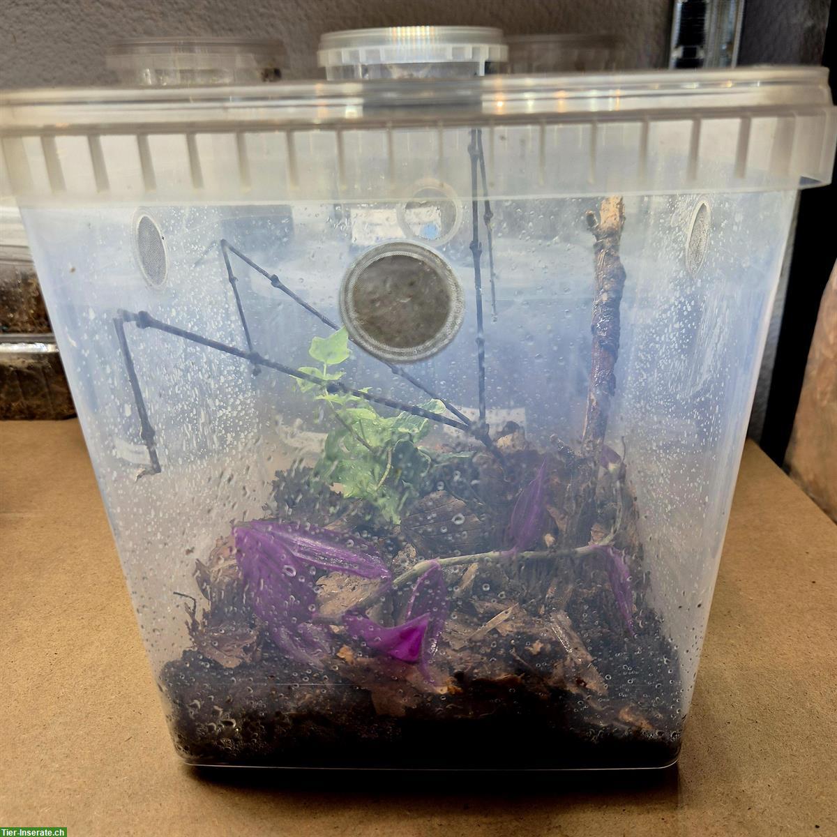 Springspinnen Starterset zu verkaufen