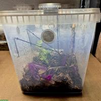 Springspinnen Starterset zu verkaufen