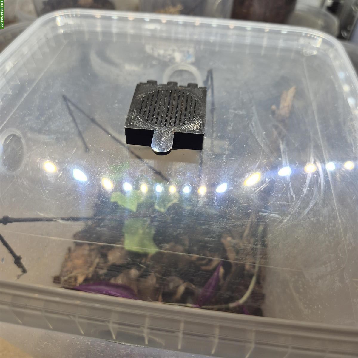 Bild 2: Springspinnen Starterset zu verkaufen