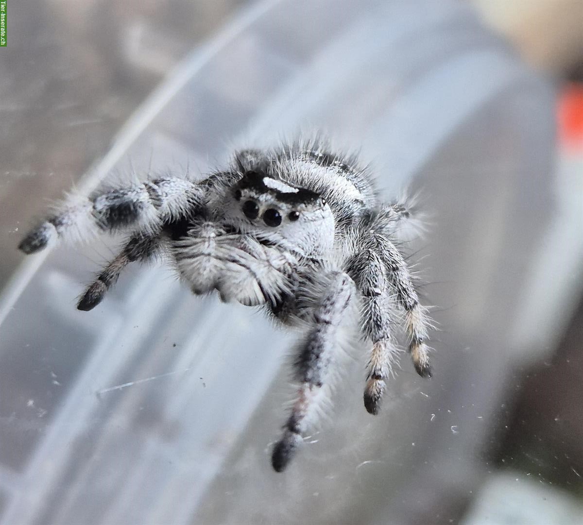 Bild 3: Springspinnen Starterset zu verkaufen