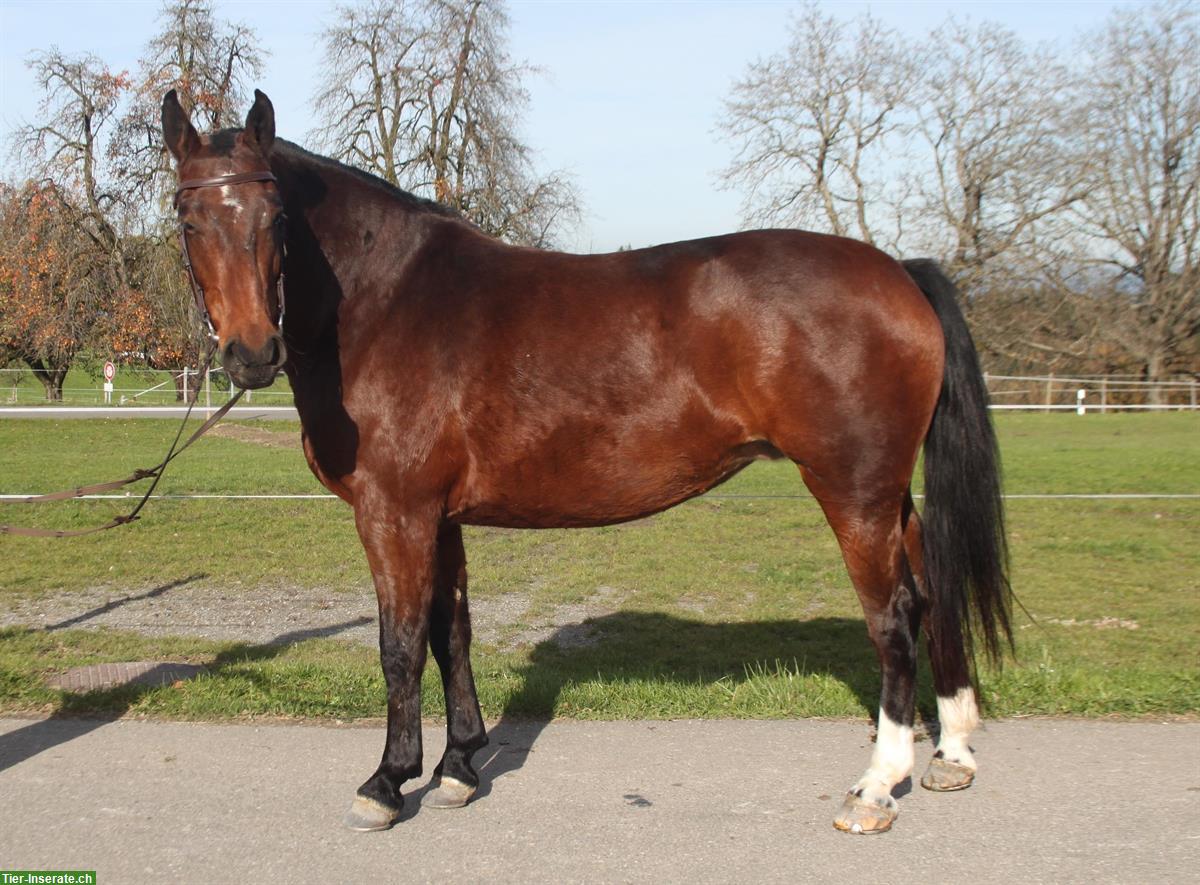 Freiberger Stute, 7-jährig, für Einsteiger geeignet