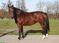 Freiberger Stute, 7-jährig, für Einsteiger geeignet