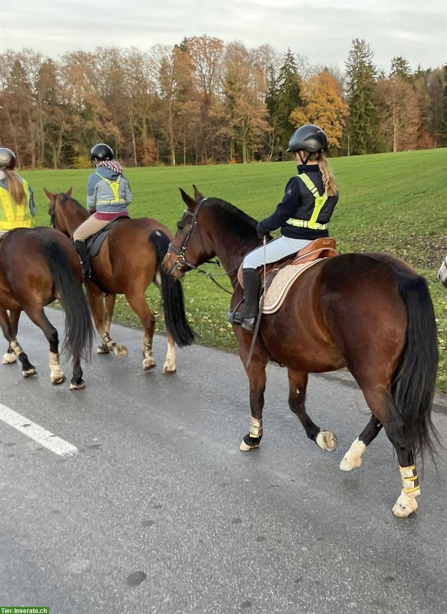 Bild 2: Freiberger Stute, 7-jährig, für Einsteiger geeignet