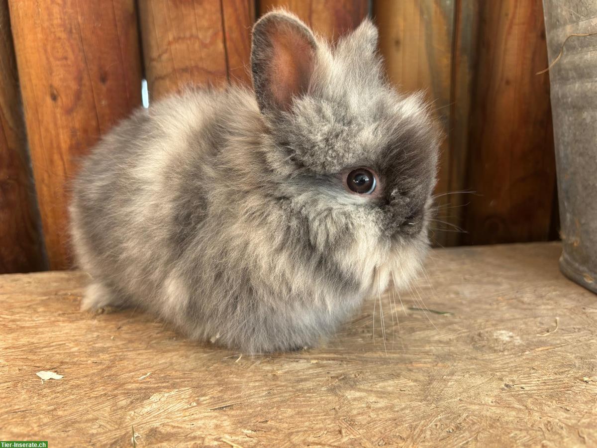 Junge Löwenkopf Kaninchen zu verkaufen