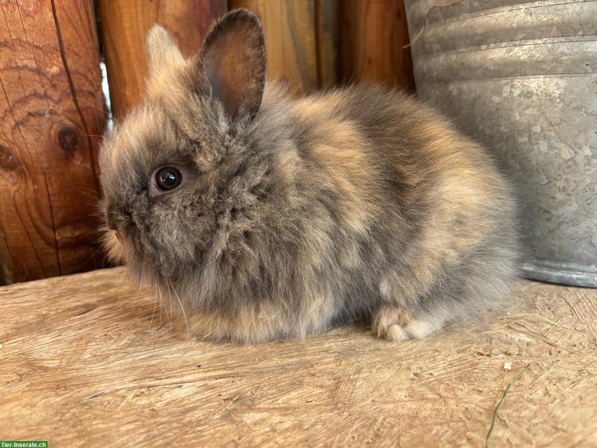Bild 2: Junge Löwenkopf Kaninchen zu verkaufen