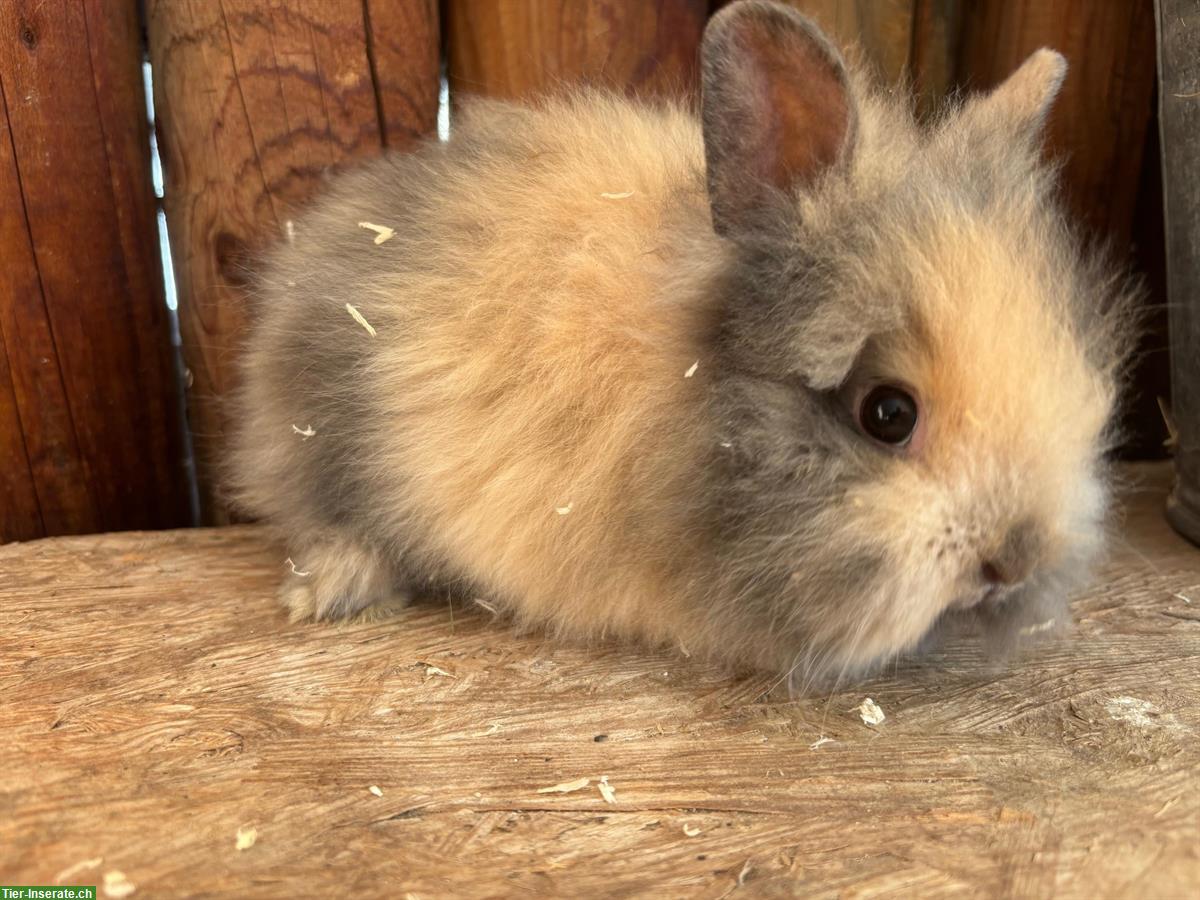 Bild 3: Junge Löwenkopf Kaninchen zu verkaufen
