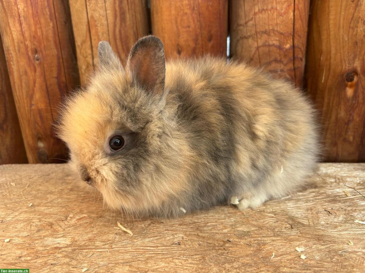 Bild 4: Junge Löwenkopf Kaninchen zu verkaufen